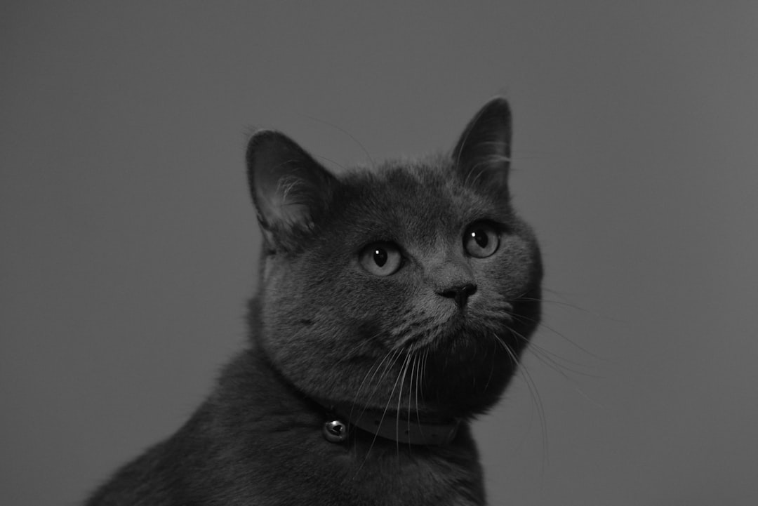 Riviera Zeytinyağının Taze Tatı