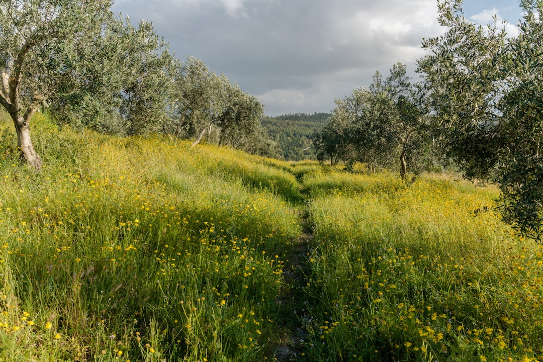 Şefin Gurme Zeytinyağı Koleksiyonu - olive oil production