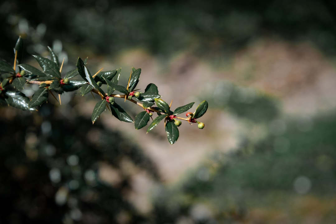 Sınırlı Üretim Tadım Serisi Zeytinyağı Keşif Rehberi