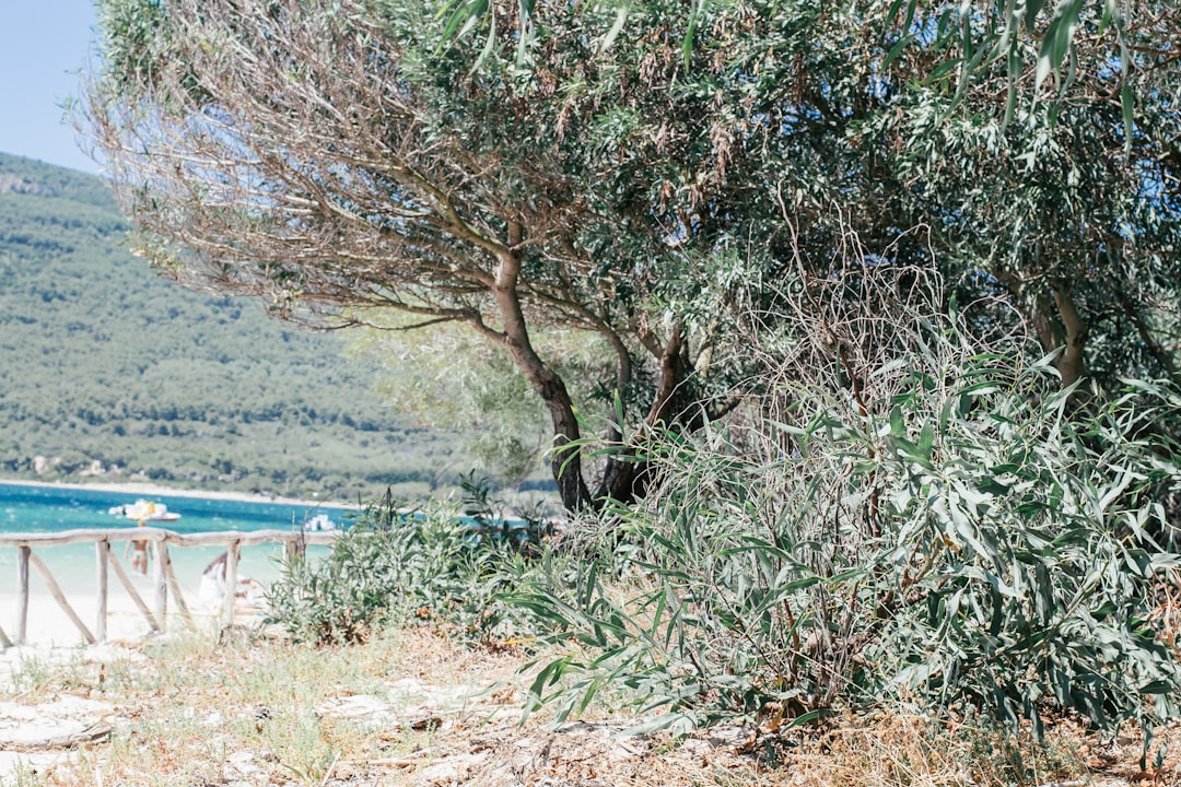 Sınırlı Üretim Tadım Serisi Zeytinyağı Keşif Rehberi - olive orchard