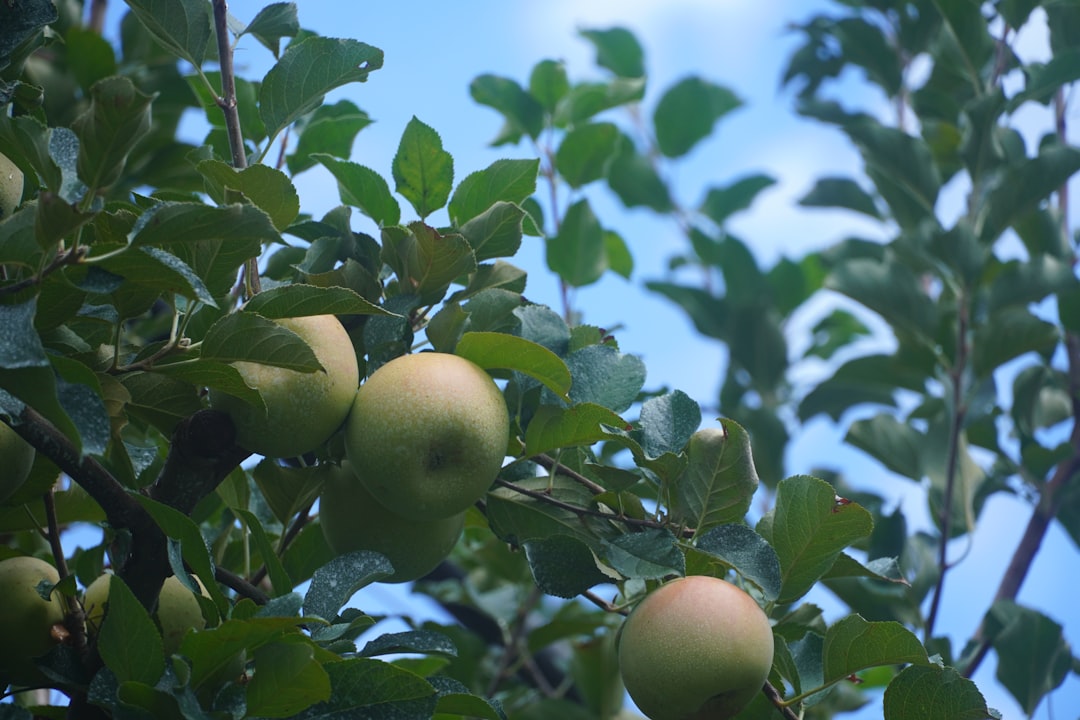Sıra Dışı Erken Hasat Çeşitleriyle Organik Sızma Zeytinyağı - early harvest orchard