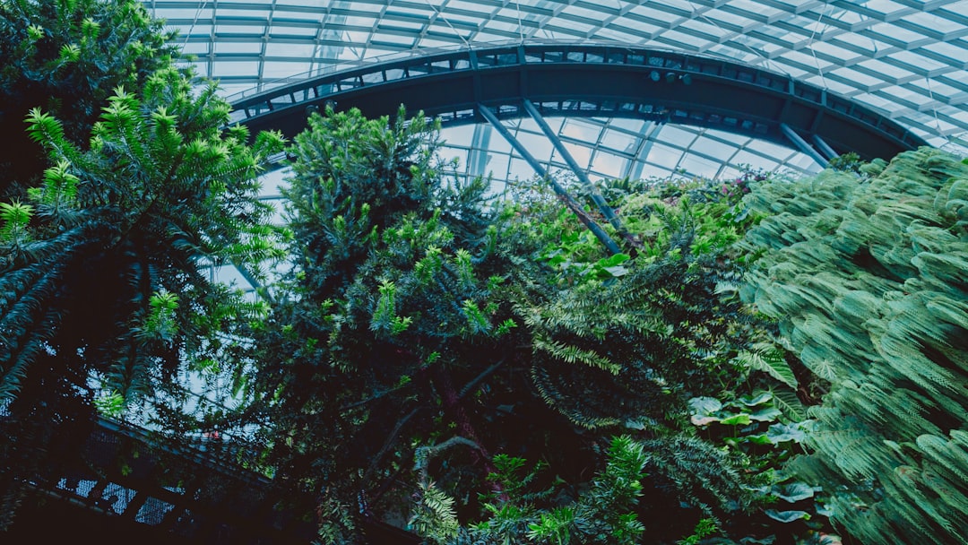 Sıvı Altın Sızma Zeytinyağının Soğuk Sıkım Çeşitleri - zeytin bahçesi