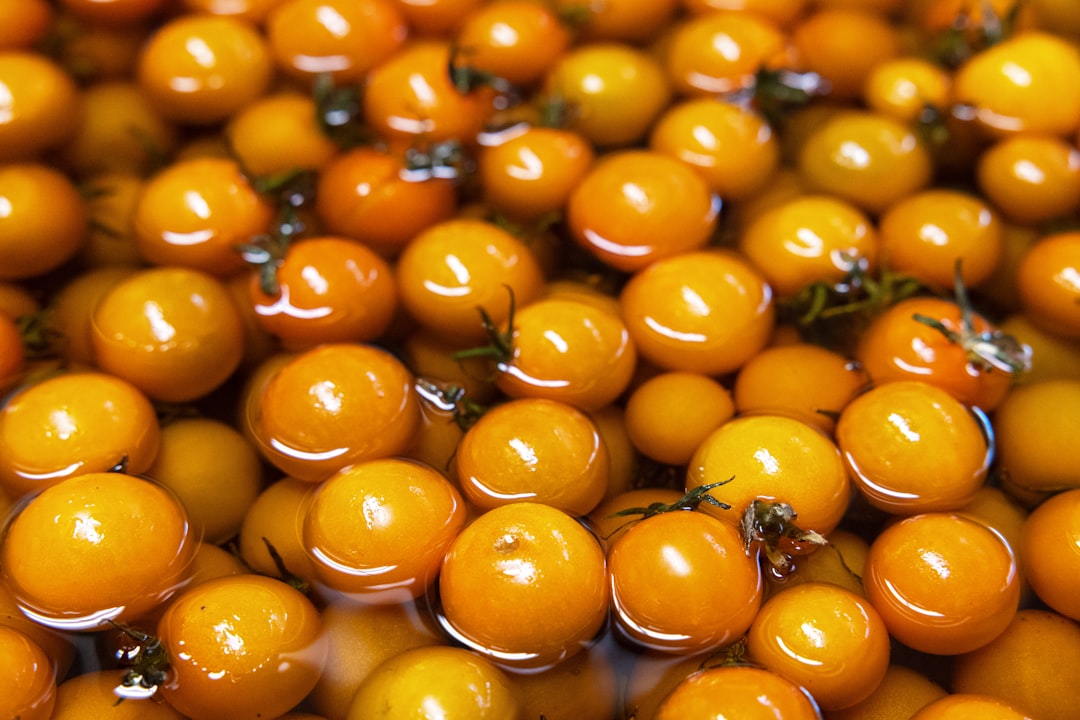 Siyah Sele Zeytini Tarih ve Gelenek - olive processing