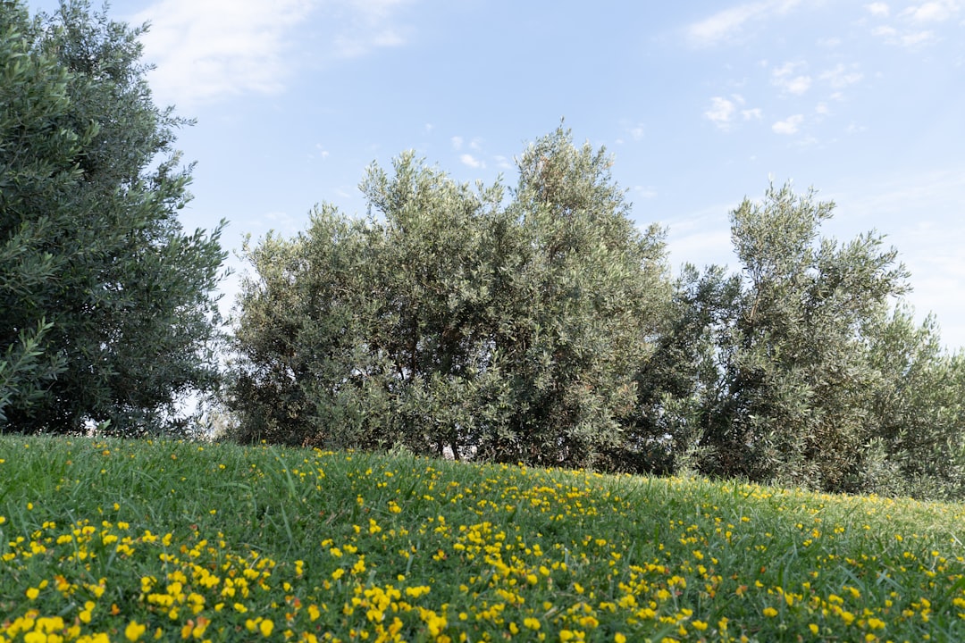 Sızma Zeytinyağı Çeşitleri: En Taze Erken Hasat Seçimi