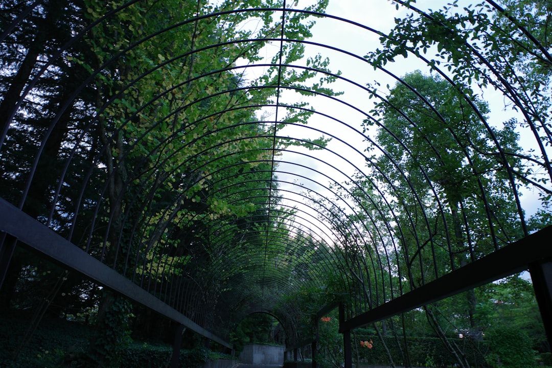 Sızma Zeytinyağı Çeşitleri: En Taze Erken Hasat Seçimi - zeytin bahçesi
