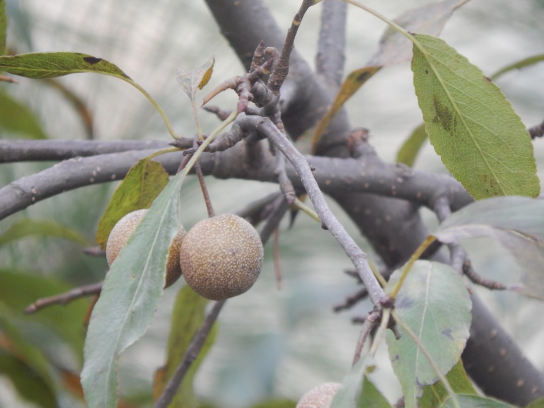 Sızma Zeytinyağı Çeşitleri: Erken Hasat Kalitesini Arttıran Faktörler - olive orchard