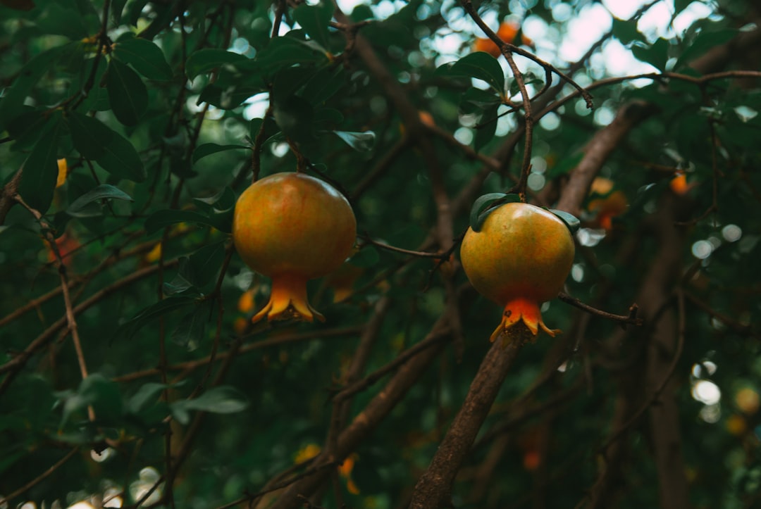 Sızma Zeytinyağı Çeşitleri Soğuk Sıkımla Geleneksel Dokunuş - zeytin ağaçları