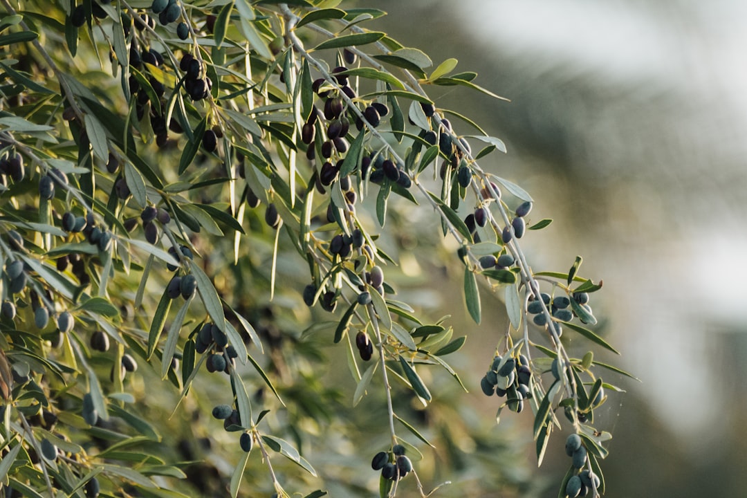 Sızma Zeytinyağı Çeşitlerinde Doğal Erken Hasat Püf Noktaları - olive oil extraction process
