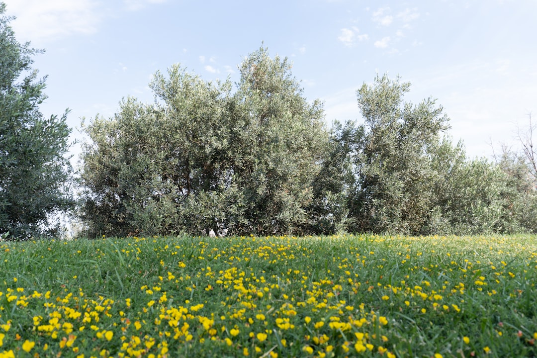 Sızma Zeytinyağı Üretiminde Erken Hasat Stratejileri