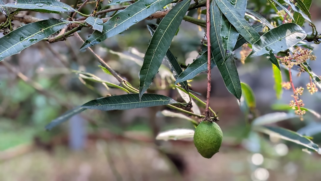 Sızma Zeytinyağında Erken Hasatın Faydaları