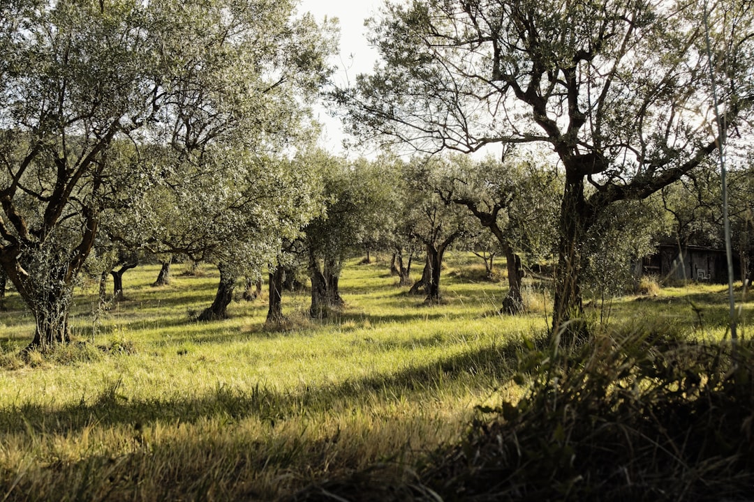 Sızma Zeytinyağında Erken Hasatın Faydaları - olive oil extraction