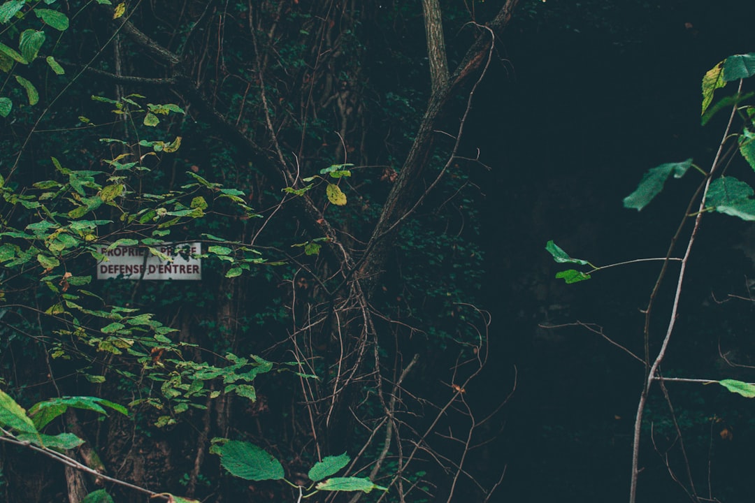 Sızma Zeytinyağının Farklı Çeşitleri ve Soğuk Sıkım Süreci - zeytin bağları