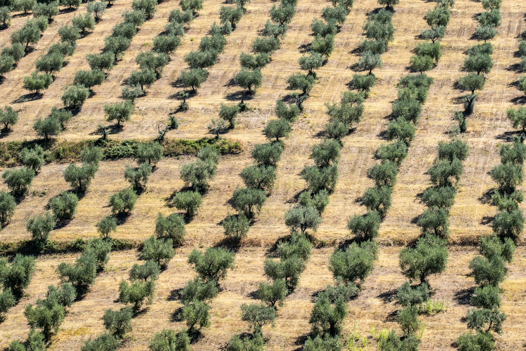Soğuk Sıkım Erken Hasat Zeytinyağının Antoksidan Özellikleri - olive tree harvest