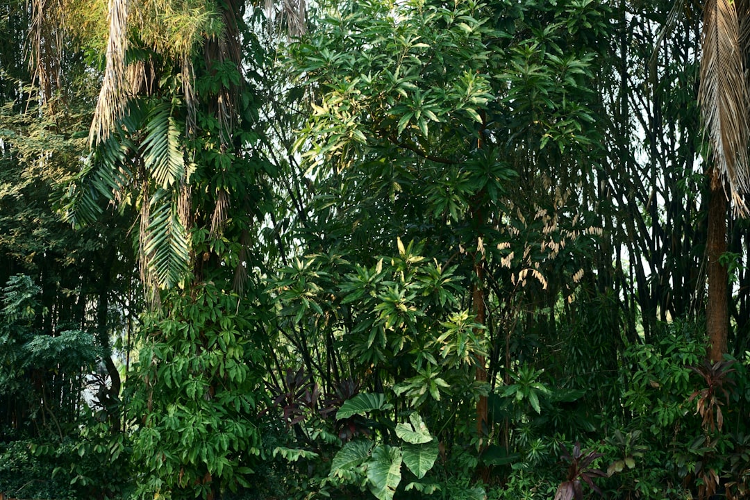 Soğuk Sıkım ve Çelik Tank: Sızma Zeytinyağı İdeali - zeytin bahçesi