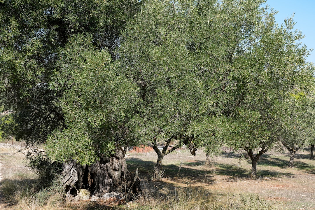 Soğuk Sıkım Yöntemiyle 22°C Sıcaklıkta Sızma Zeytinyağı - olive oil extraction