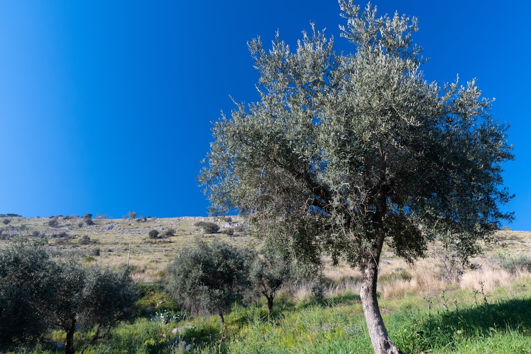 Soğuk Sıkımlı Sızma Zeytinyağının Tüm Çeşitleri - olive oil production