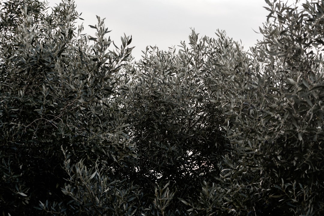 Tadım ve Lezzet Setleriyle Zeytinyağı Şöleni - olive orchard