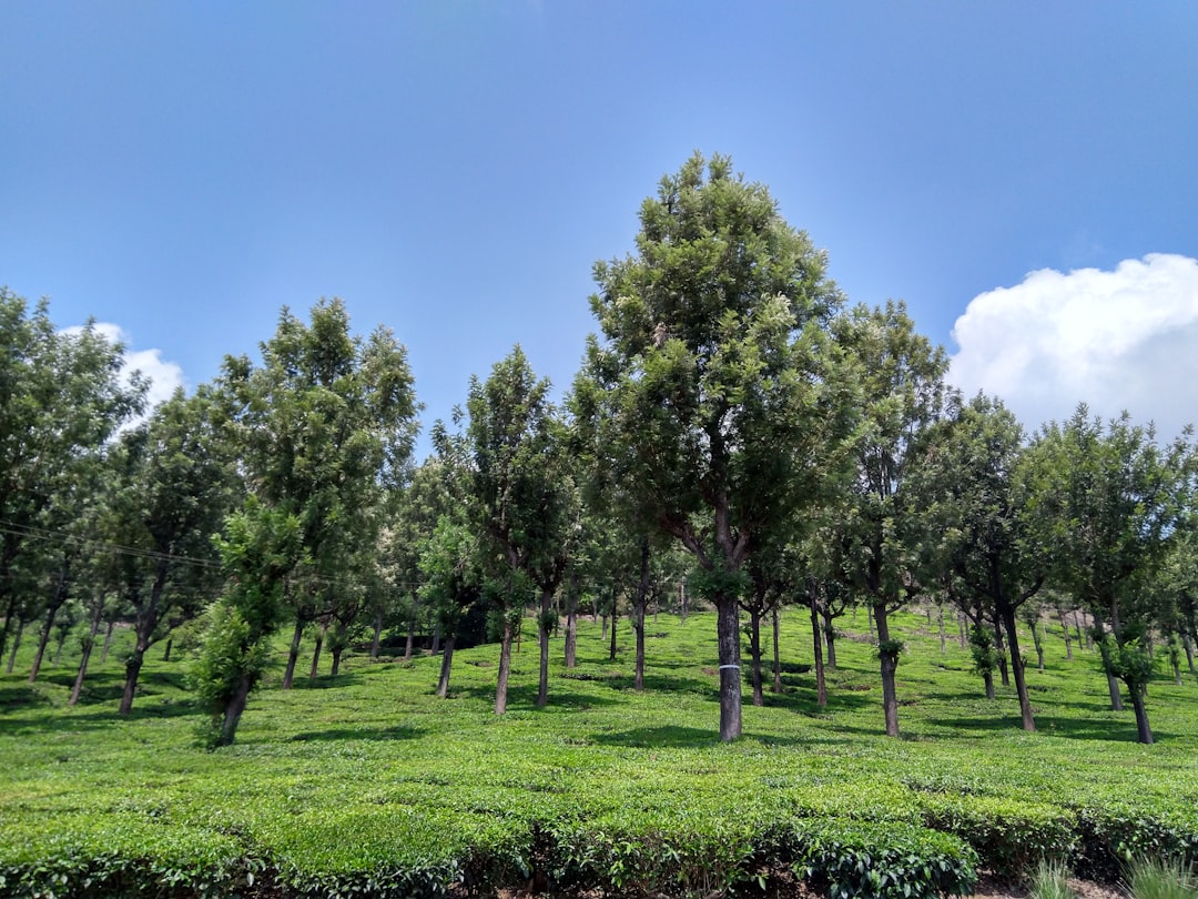 Taş Baskı Eteğiyle Yükselen Ege Yağları - olive orchard