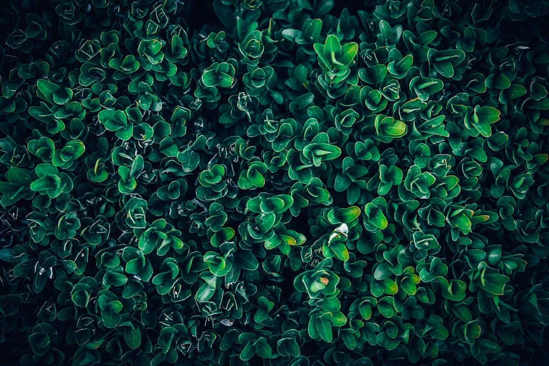 Taş Baskı Teknikleriyle Üretilen Sızma Zeytinyağının Tadım Rehberi - yeşil zeytinler