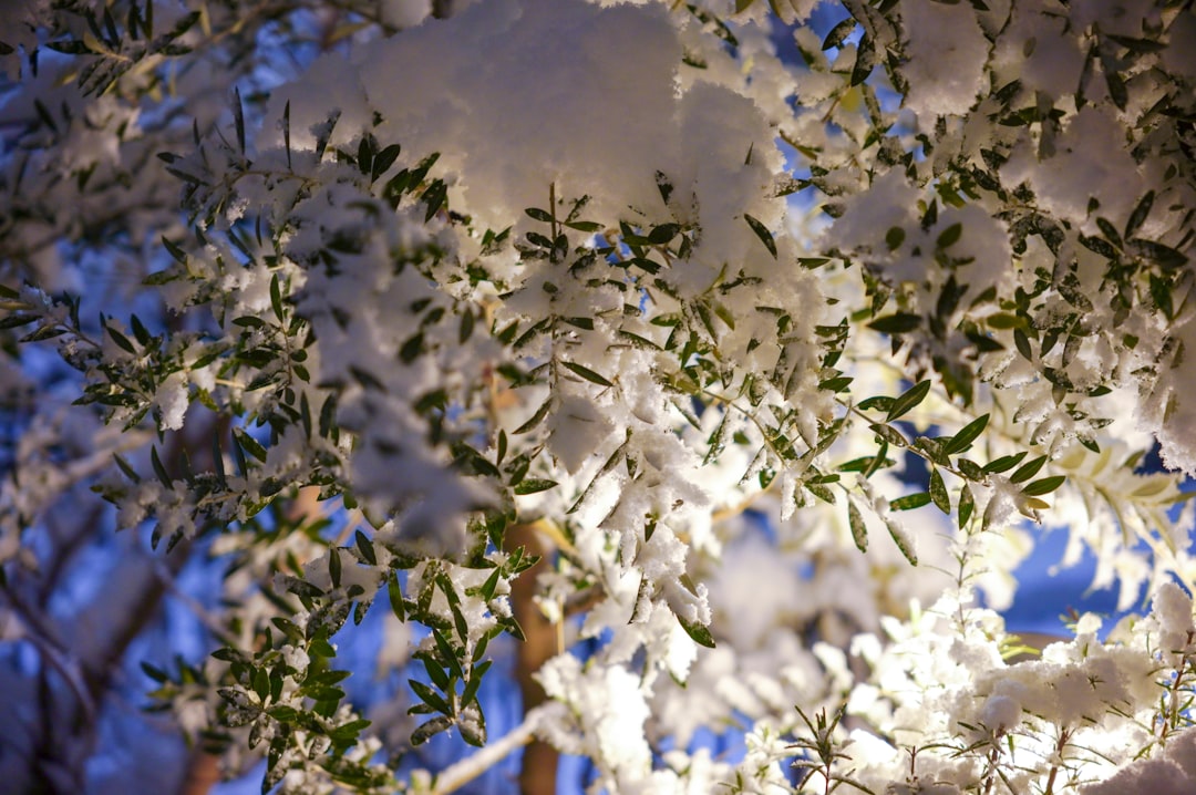 Taş Baskı Yöntemiyle Geleneksel Zeytinyağı Üretim Sanatı - olive tree