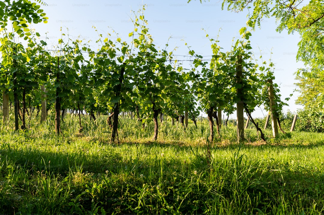 Taze Kırmızı Altın Sızma Zeytinyağının Geleneksel Soğuk Sıkımı - olive orchard