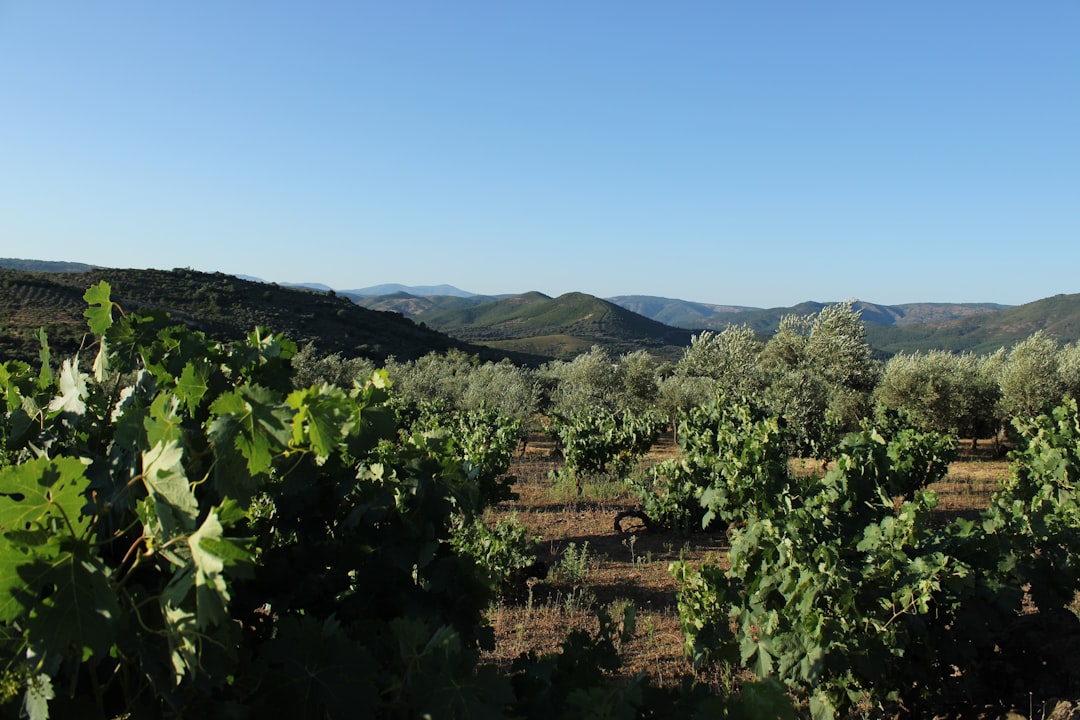 Tek Bahçe Sızma Zeytinyağı Üretiminde Ekonomik Yöntemler - olive harvesting