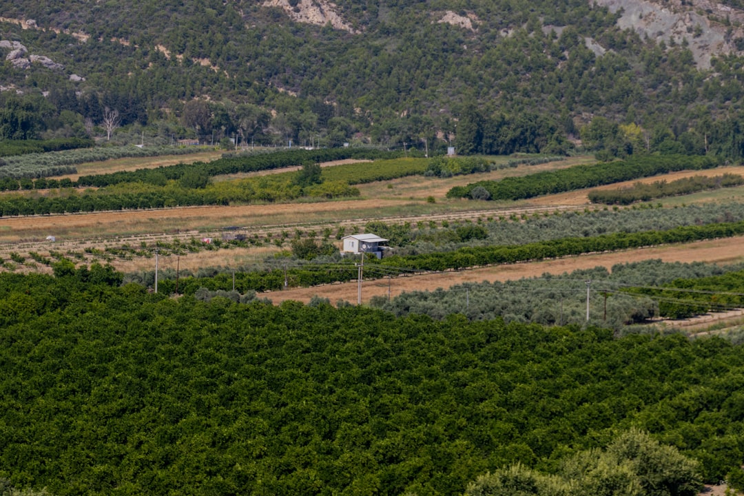 Tek Bahçede Sızma Zeytinyağı Nasıl Üretilir