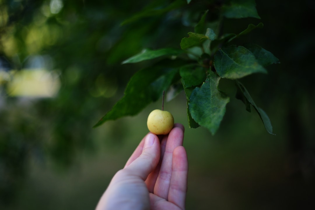 Trilye Çeşidinde Milas'ın Eşsiz Zeytinyağı Hikayesi - trilye zeytinyağı sağlık