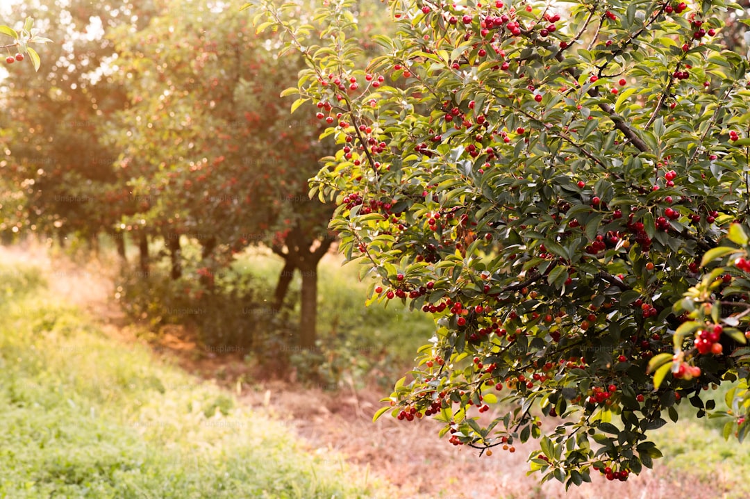 Yağların Büyüsü Bölgesel Setlerle Zeytinyağı Keşfi - olive grove in Tuscany