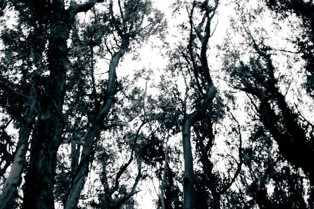 Yamalak Sarısı Yağı Denizli'de Coğrafi İşaretin Sırrı - yamalak ağaçları