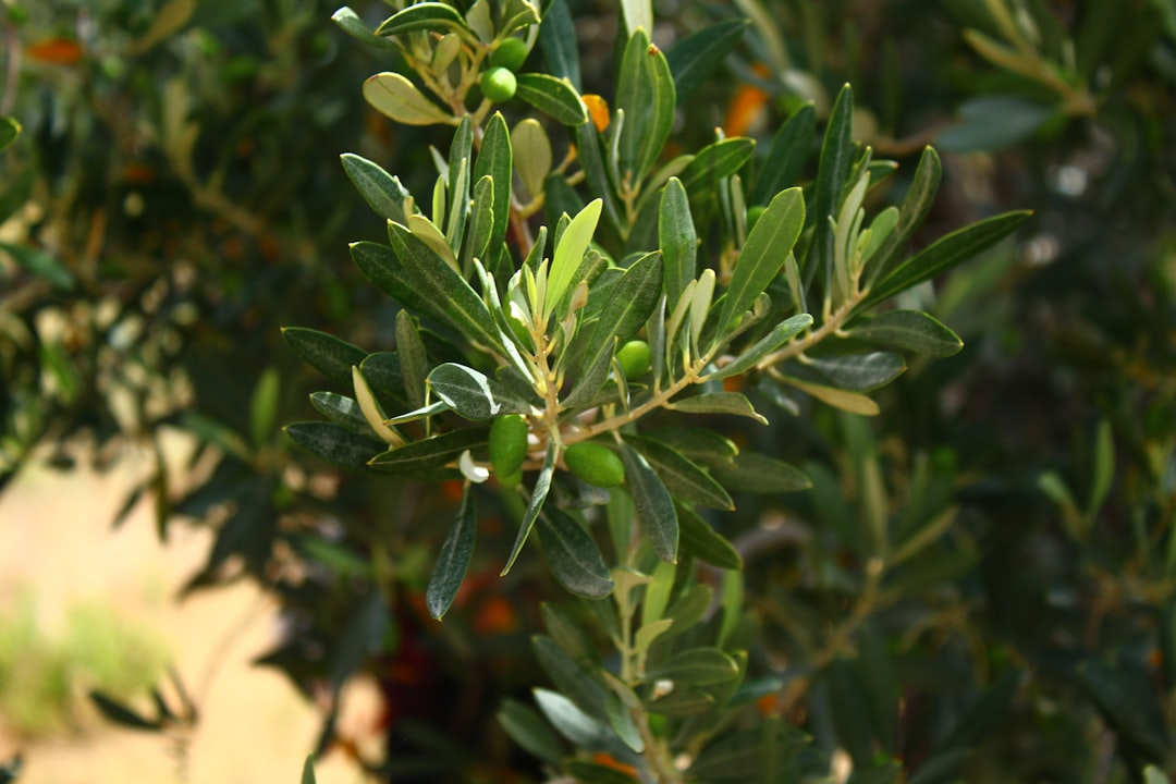 Yemeklik Zeytinlerde Doğal Tatlılık Artışı - domat green olive