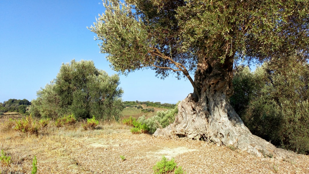 Yemeklik Zeytinlerde Kimyasal Artı Olmadan Kalite - olive grove