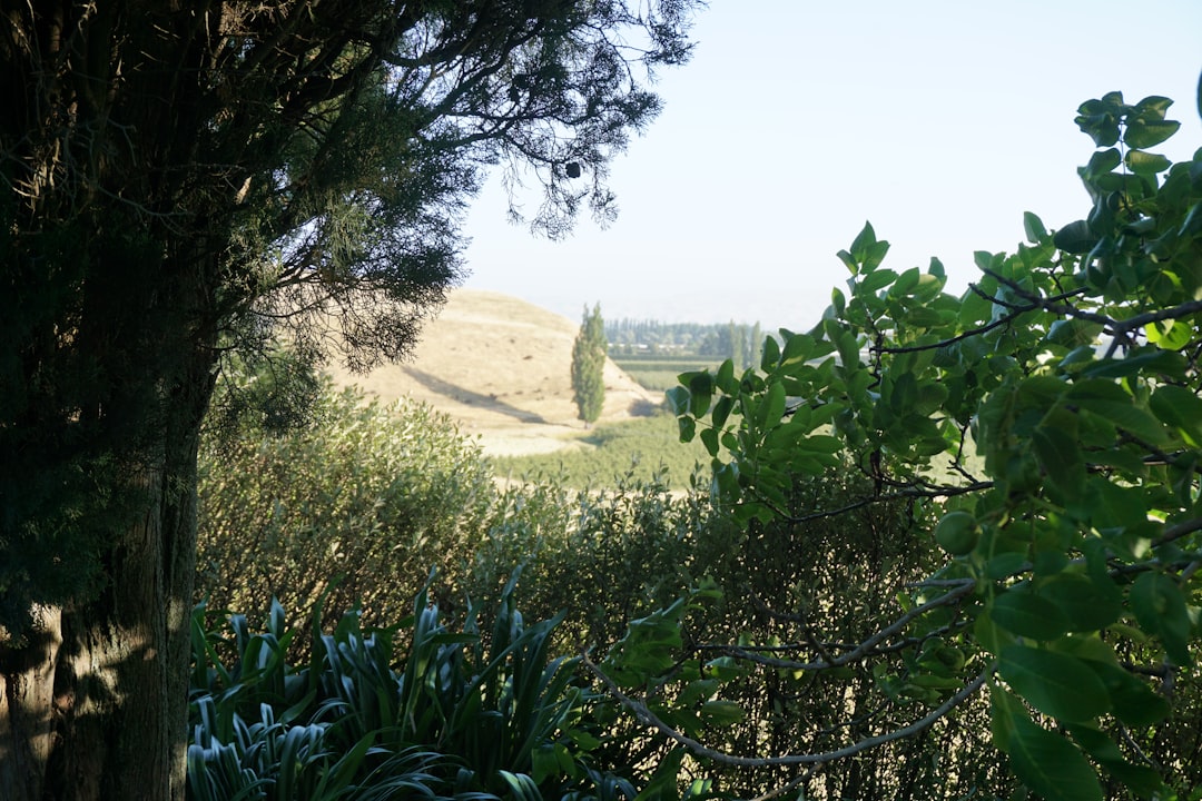 Yemeklik Zeytinlerin Farklı Kullanım Alanları - Gemlik olives