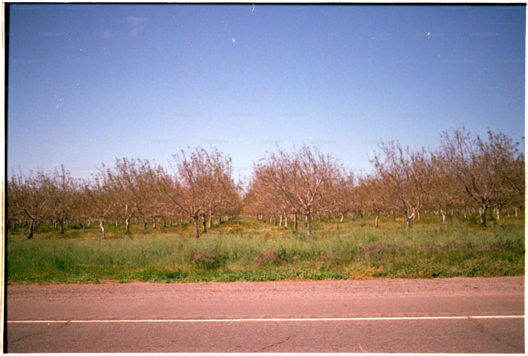 Yüksek Kaliteli Ekonomik Zeytinyağı Naturel Birinci ve Riviera - olive harvest