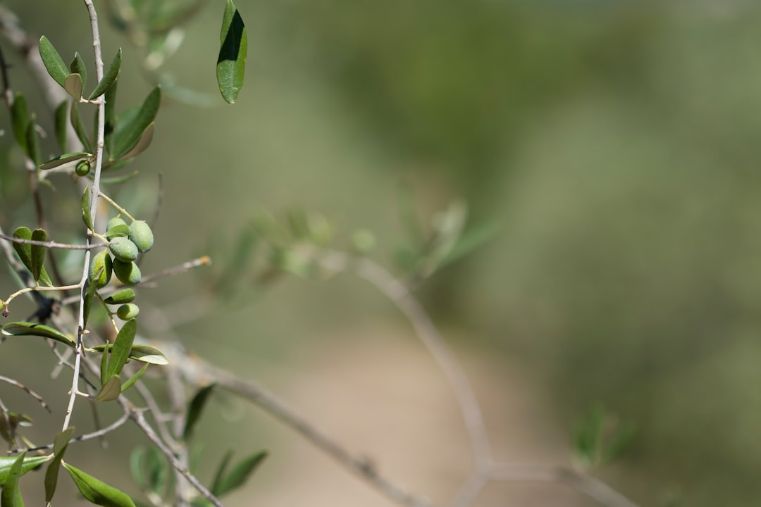 Yüksek Kaliteli Ekonomik Zeytinyağı Naturel Birinci ve Riviera - olive oil benefits