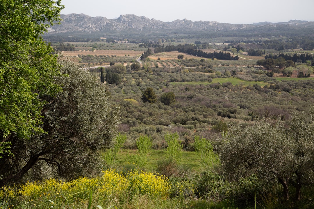 Yüksek Oranlı Zeytinyağı Naturel Birinci ve Riviera Yağları - olive tree