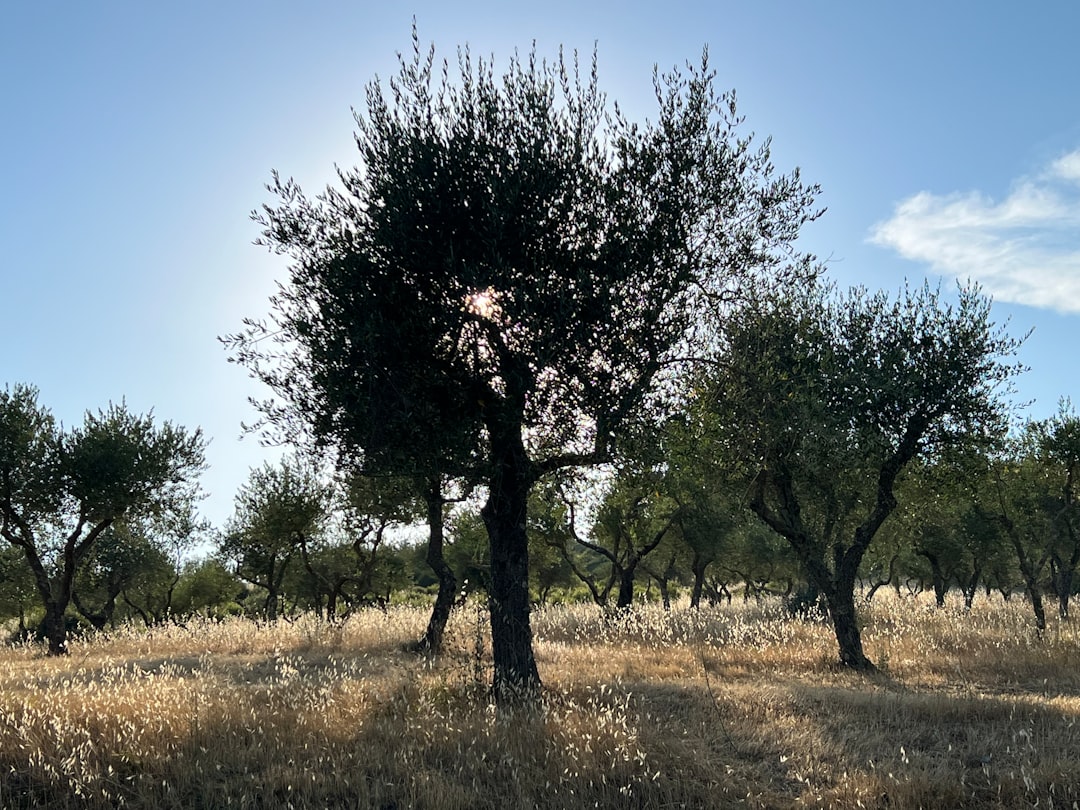 Zeytin Ağacının Erken Hasat Zamanında Organik Ürün Çıkarması - early harvest olive tree