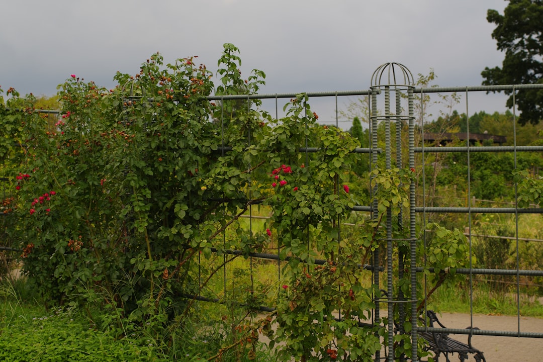 Zeytin ve Zeytinyağlı Ürünlerin Mutlaka Denemeli Tarifleri - zeytin bahçesi