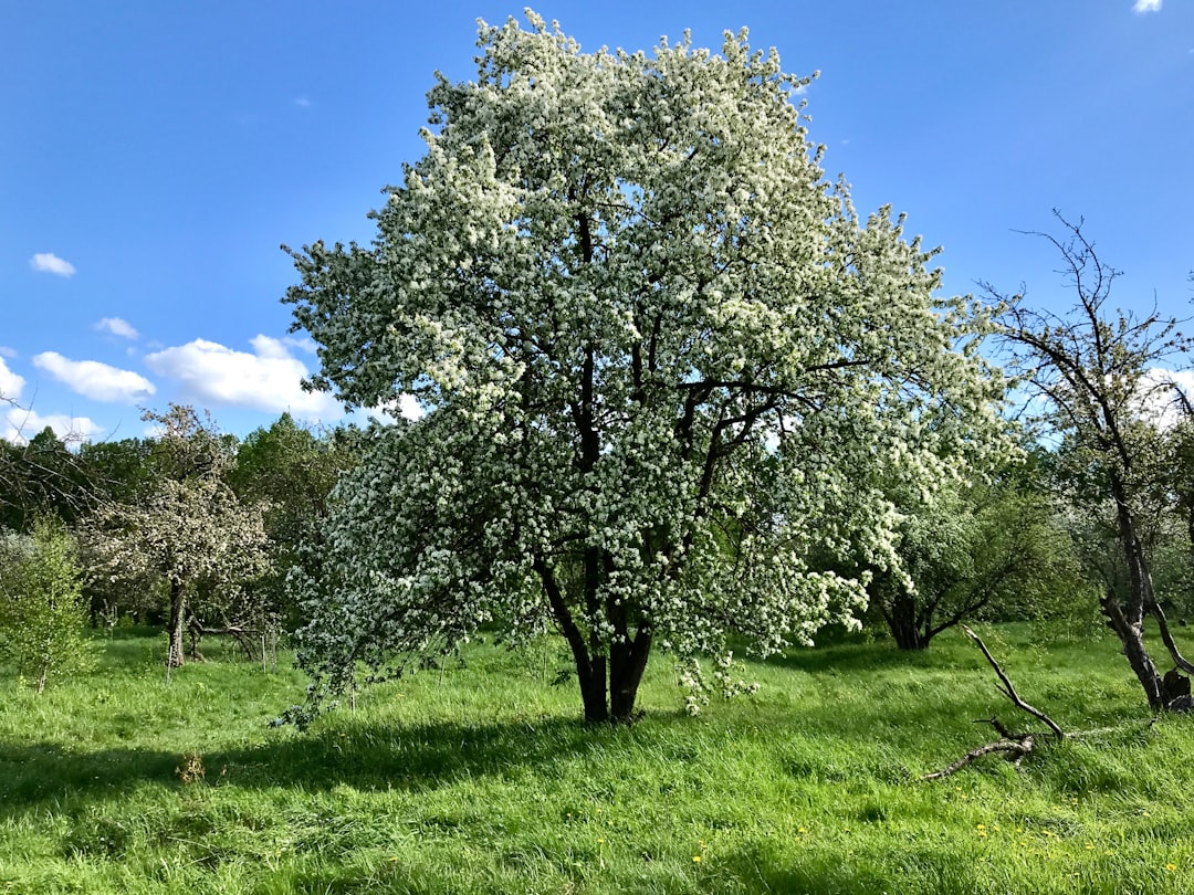 Zeytinlerden Altına Soğuk Sıkım Sızma Zeytinyağı Üretimi - olive orchard