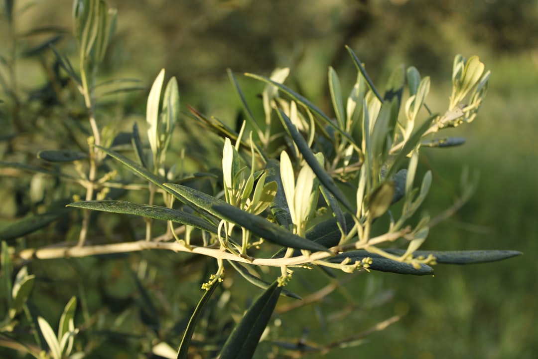 Zeytinlerden Sızma Zeytinyağına Uygulanan Soğuk Sıkım - extra virgin olive oil