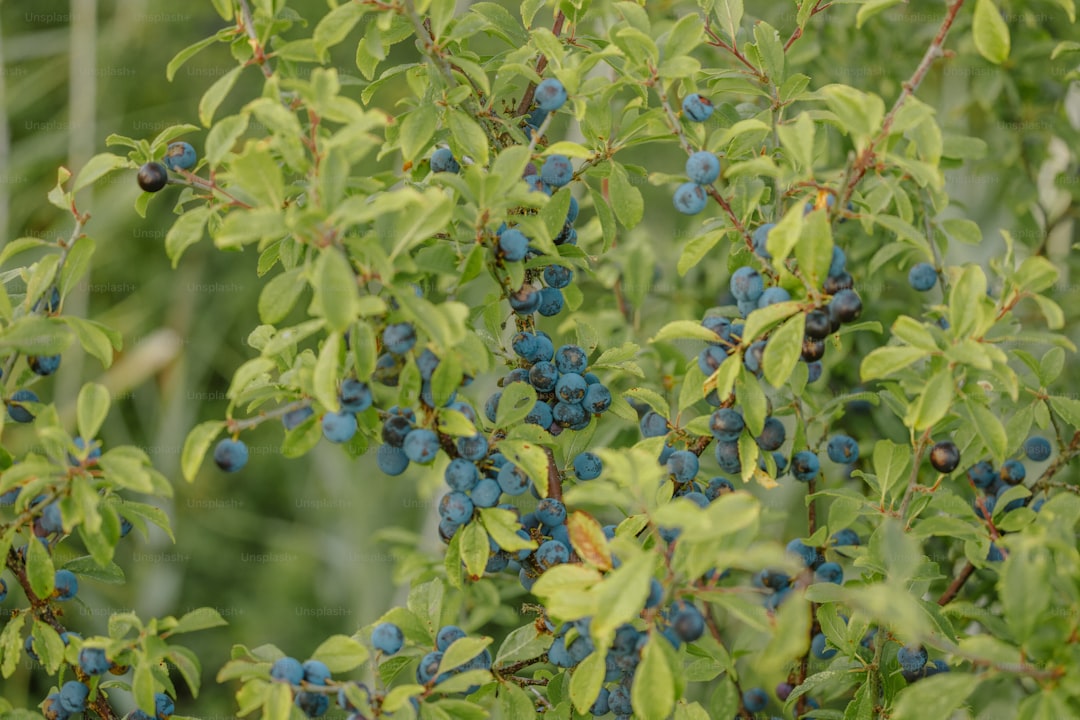 Zeytinyağı Keşifinde Renkli Tadım Serisi - olive orchard
