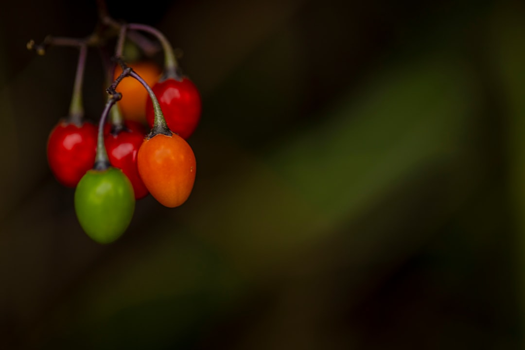 Zeytinyağı Lezzet Yolu - zeytinyağı ile yemekler