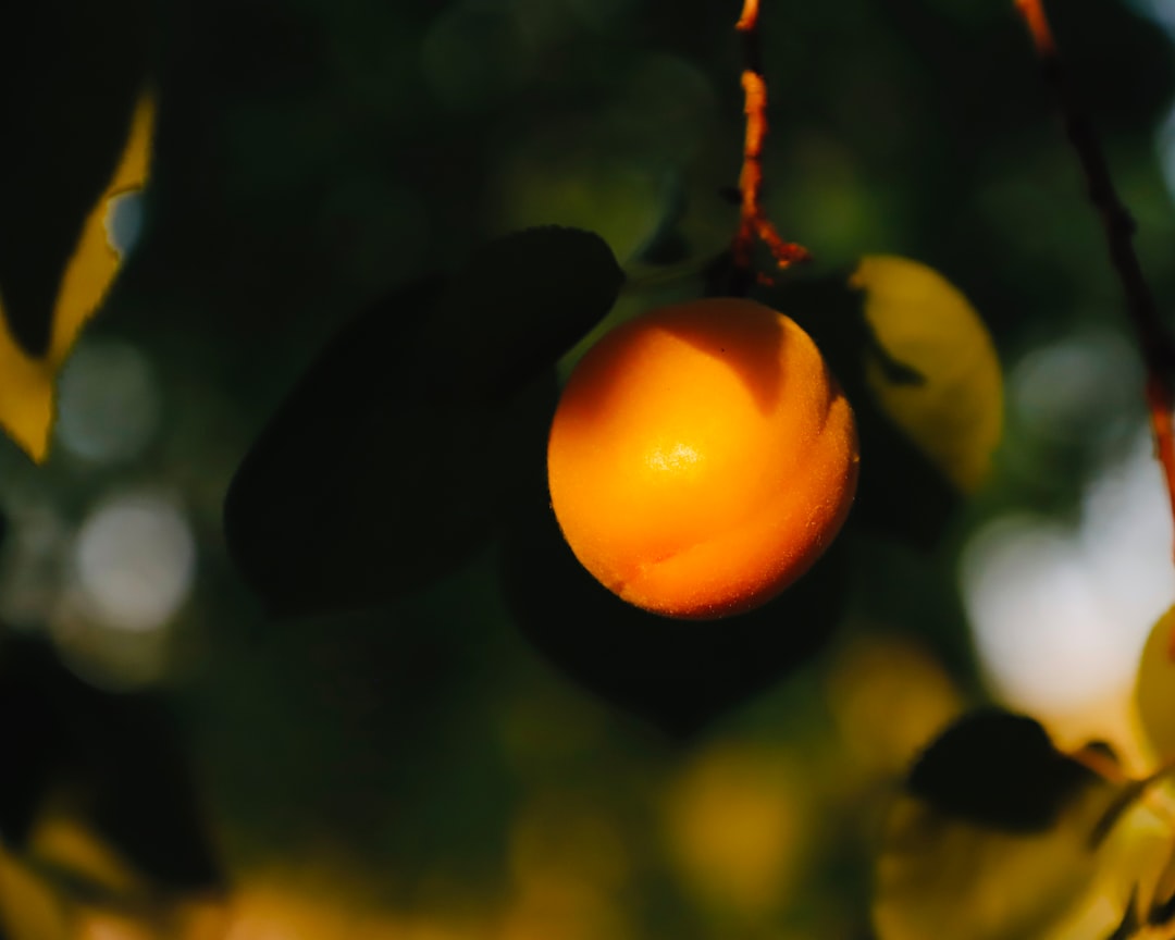 Zeytinyağı Serbest Çatısı Bölgesel Tadım Setlerinde Yolculuk - zeytin tarlası