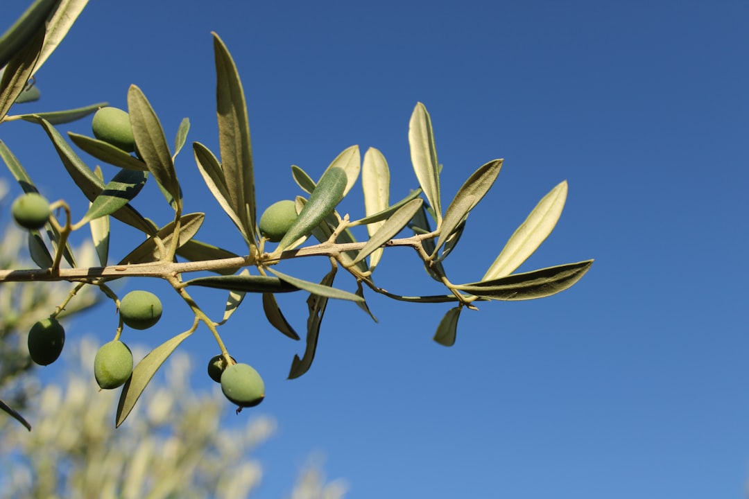 Zeytinyağı Sırları ve Deneyimler - olive grove