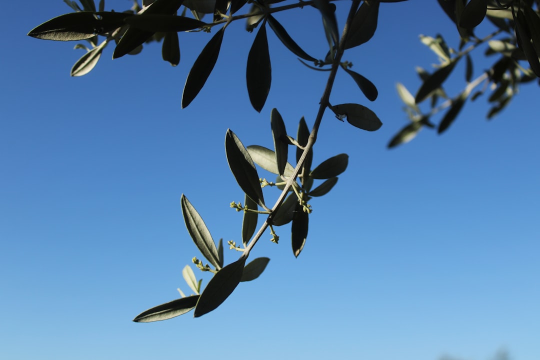 Zeytinyağının Antioksidan Gücü - olive oil composition