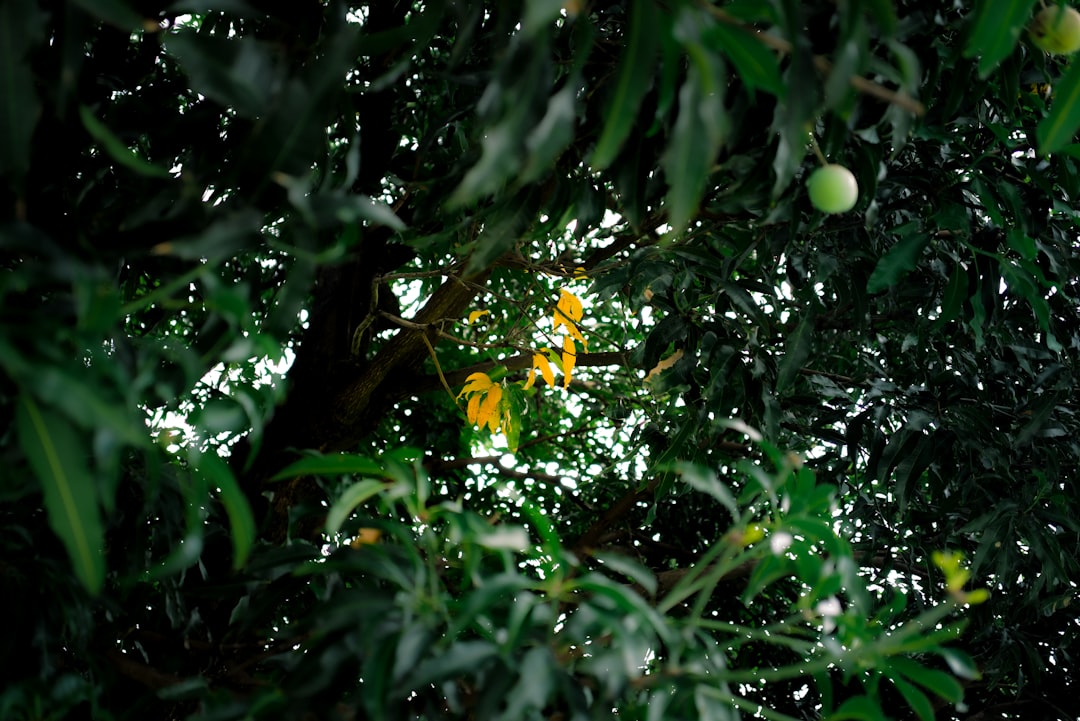 Zeytinyağının Doğal Kalitesini Koruyan Soğuk Sıkım Teknikleri - zeytin ağacı