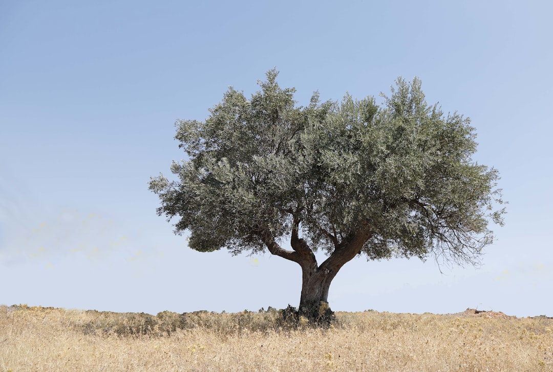Zeytinyağıyla Endüstriyel Mutfağın Beslenme Dönüşümü - olive grove